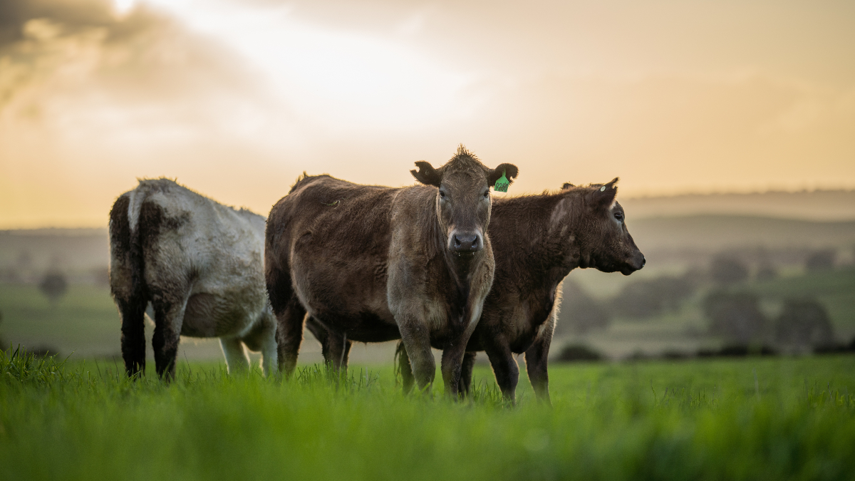Beef industry tactics identified by think tank Faunalytics