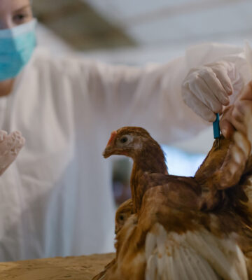Bird flu cases in China are on the rise and experts are concerned