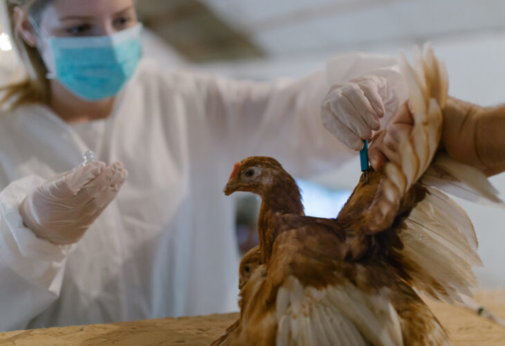 Bird flu cases in China are on the rise and experts are concerned