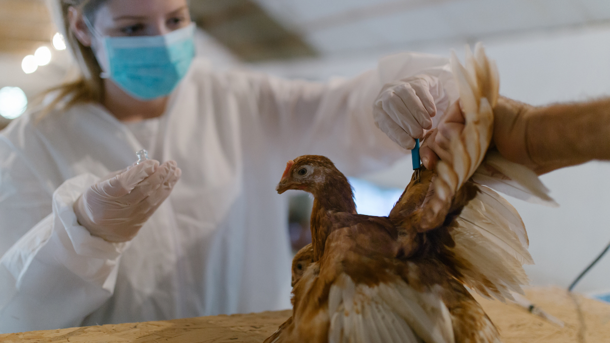 Bird flu cases in China are on the rise and experts are concerned
