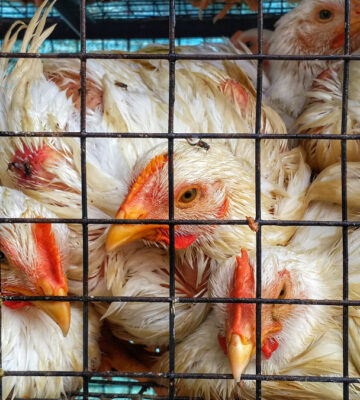 Vets call on New Zealand agriculture minister to ban colony cages