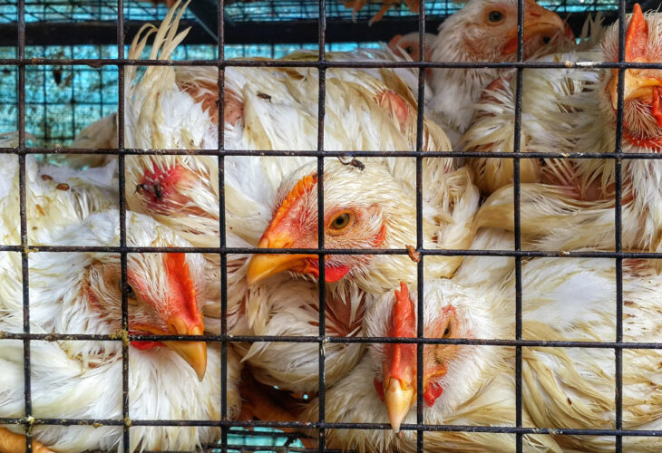Vets call on New Zealand agriculture minister to ban colony cages