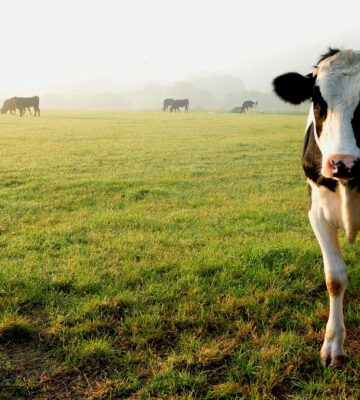 China bans beef imports following mad cow disease