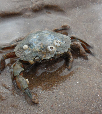 Crabs and lobsters wash up on UK beach in thousands