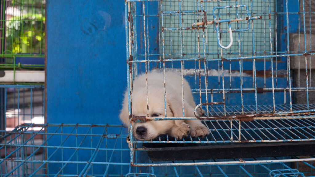 Indonesian court finds dog meat trader guilty with jail sentence