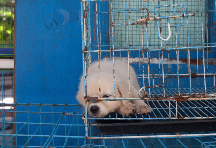 Indonesian court finds dog meat trader guilty with jail sentence