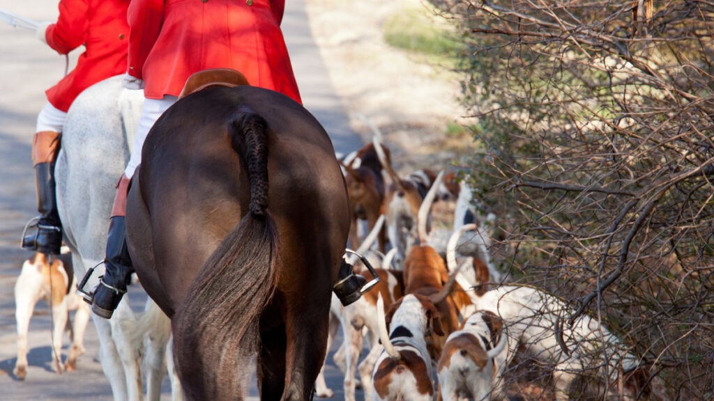 Fox hunters on horses with hounds