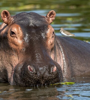 Pablo Escobar hippos recognized as legal persons in US first for animals