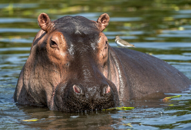 Pablo Escobar hippos recognized as legal persons in US first for animals