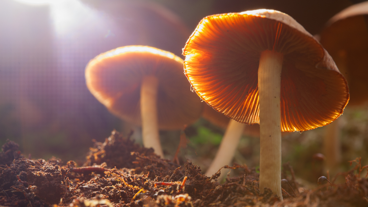 Study says mushrooms can help reduce chances of developing depression