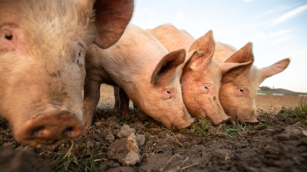 UK meat industry warns thousands of pigs are to be killed
