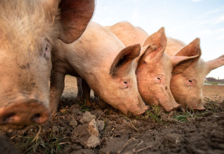 UK meat industry warns thousands of pigs are to be killed