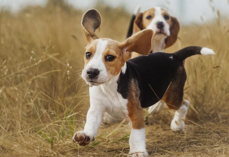 Taxpayers Unknowingly Paid $1.68 Million To Drug And ‘Debark’ Puppies, New Investigation Reveals