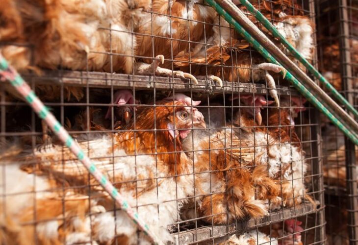 Federal Judge Accepts Animal Cruelty Lawsuit Against USDA, Case To Move Forward
