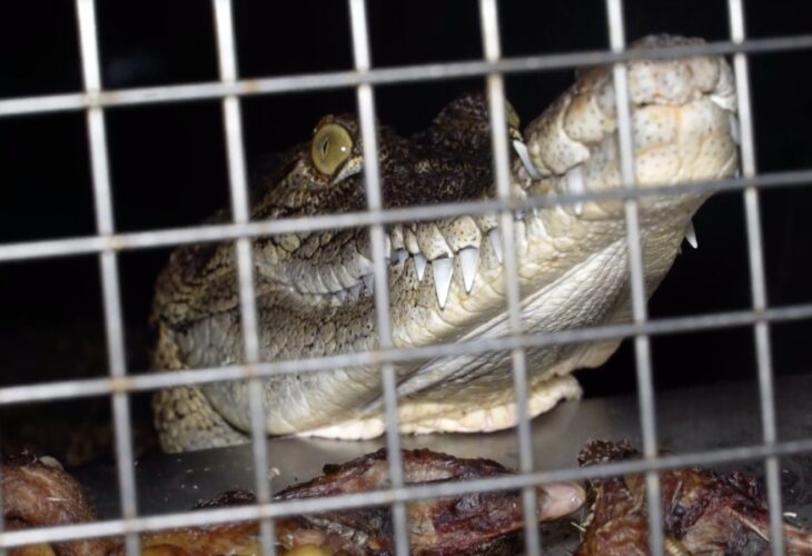 Hermès Urged To Ditch Crocodile Skin Due To ‘Horrendous’ Animal Cruelty