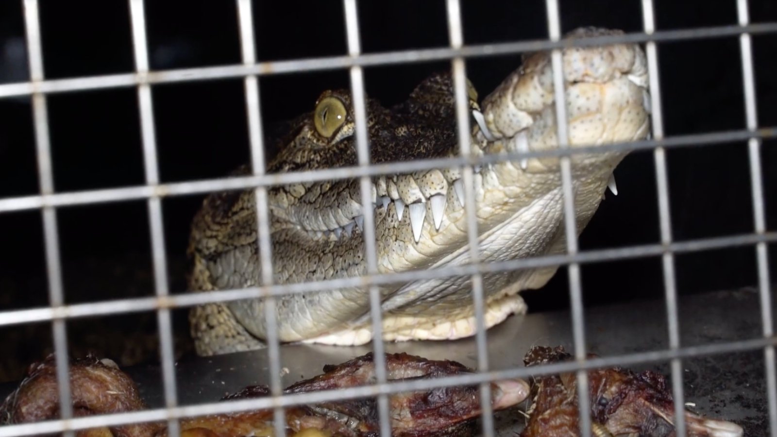 Hermès Urged To Ditch Crocodile Skin Due To ‘Horrendous’ Animal Cruelty
