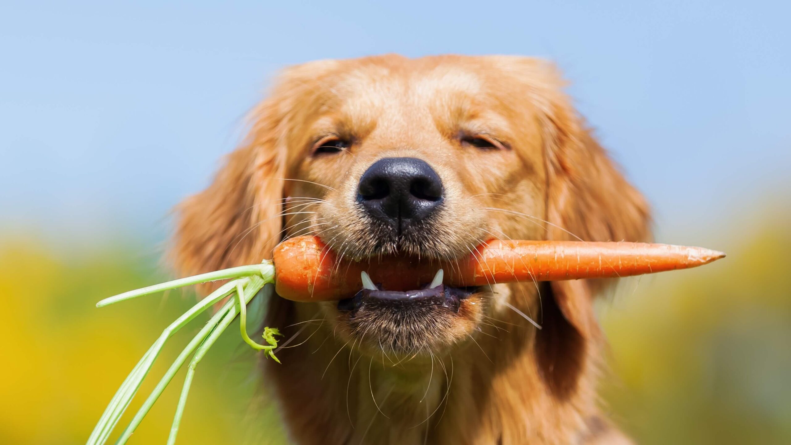 Veterinary Professor Calls Out ‘Ignorant’ Claims That Vegan Diets Are Unhealthy For Pets