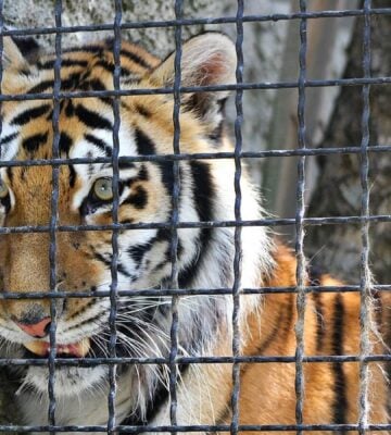 COVID-19 Pandemic Put Thousands Of Zoo Animals At Risk Due To Limited Care, Says Report