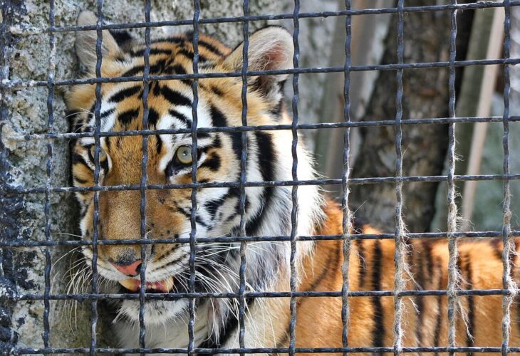 COVID-19 Pandemic Put Thousands Of Zoo Animals At Risk Due To Limited Care, Says Report