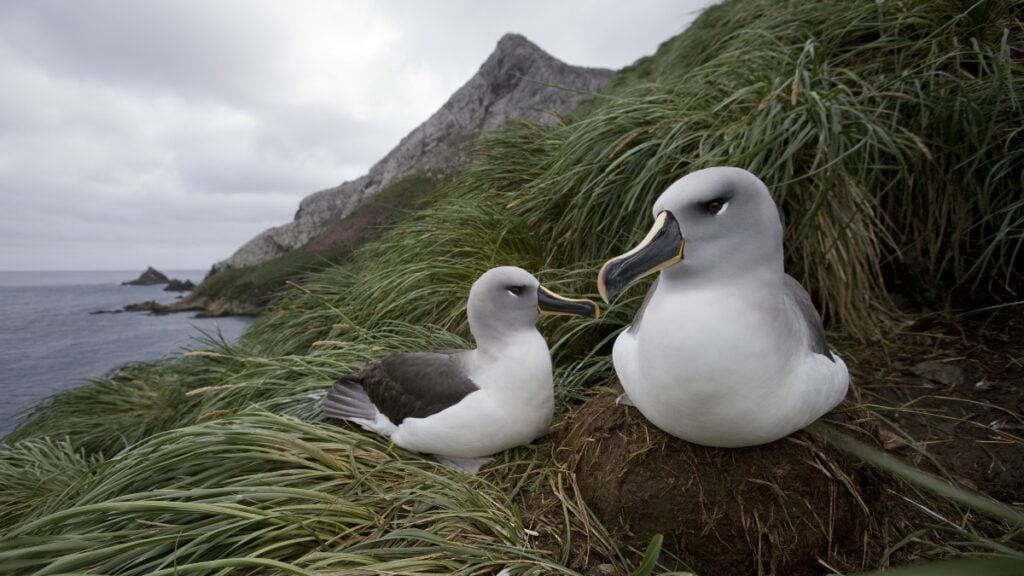 Albatrosses are divorcing at higher rates