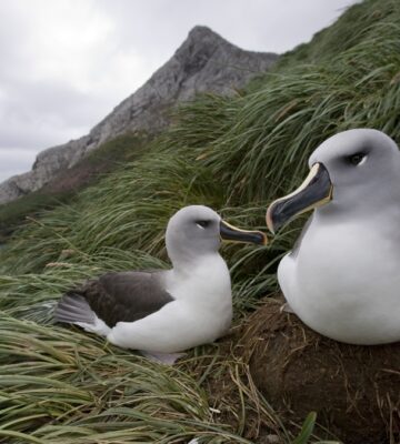 Albatrosses are divorcing at higher rates