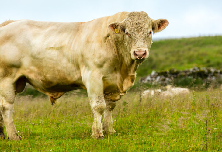 Bulls shot dead by police after Sheffield road blockage