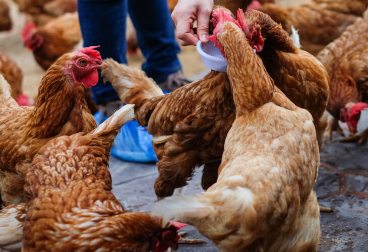 UK sees protection zone instated following outbreak of H5N1 bird flu virus