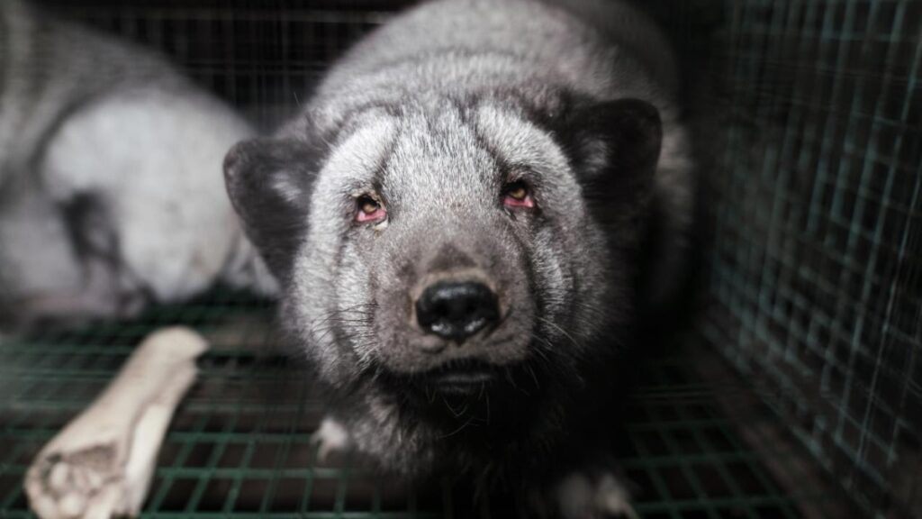 Fox farms in Finland show shocking picture of UK import industry