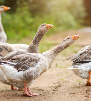 According to sources, the UK government is consulting with chefs about vegan foie gras