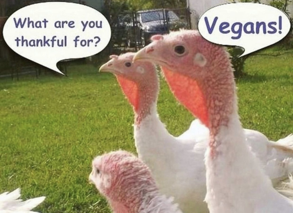 Two turkeys with edited text bubbles. The first reads "What are you thankful for?" The second reads "Vegans!"