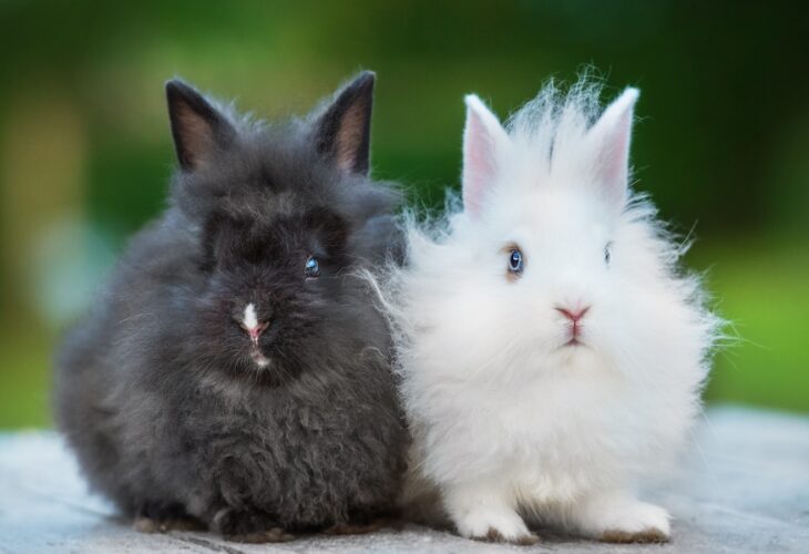 Luxury Fashion Brand Farfetch Pledges To Stop Selling ‘Barbaric’ Angora Wool