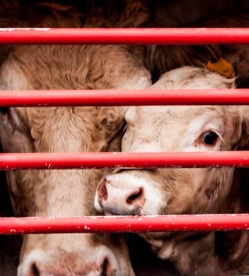 Welsh Government Announces CCTV Will Be Mandatory In Slaughterhouses, Animal Activists Skeptical