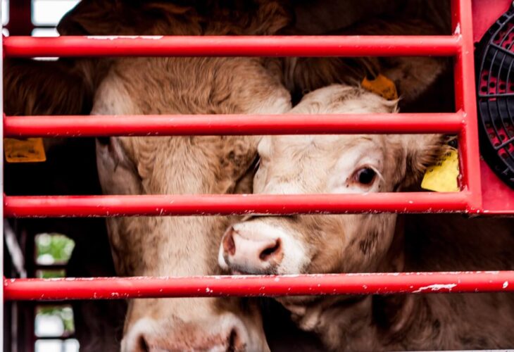 Welsh Government Announces CCTV Will Be Mandatory In Slaughterhouses, Animal Activists Skeptical