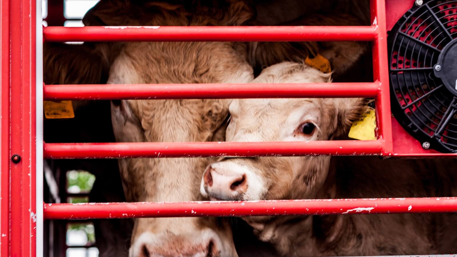Welsh Government Announces CCTV Will Be Mandatory In Slaughterhouses, Animal Activists Skeptical
