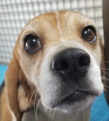 dogs beagle puppies in cages