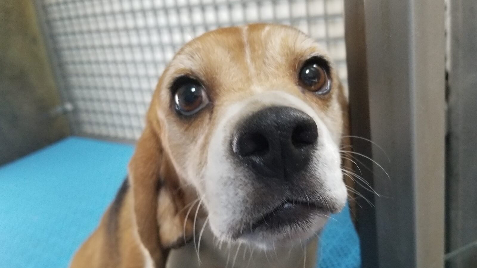 dogs beagle puppies in cages