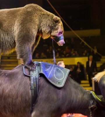 France Bans Wild Animals In Circuses, Mink Farming, And Dolphin Shows