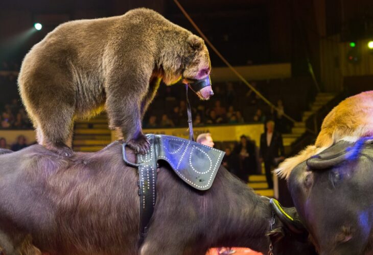 France Bans Wild Animals In Circuses, Mink Farming, And Dolphin Shows