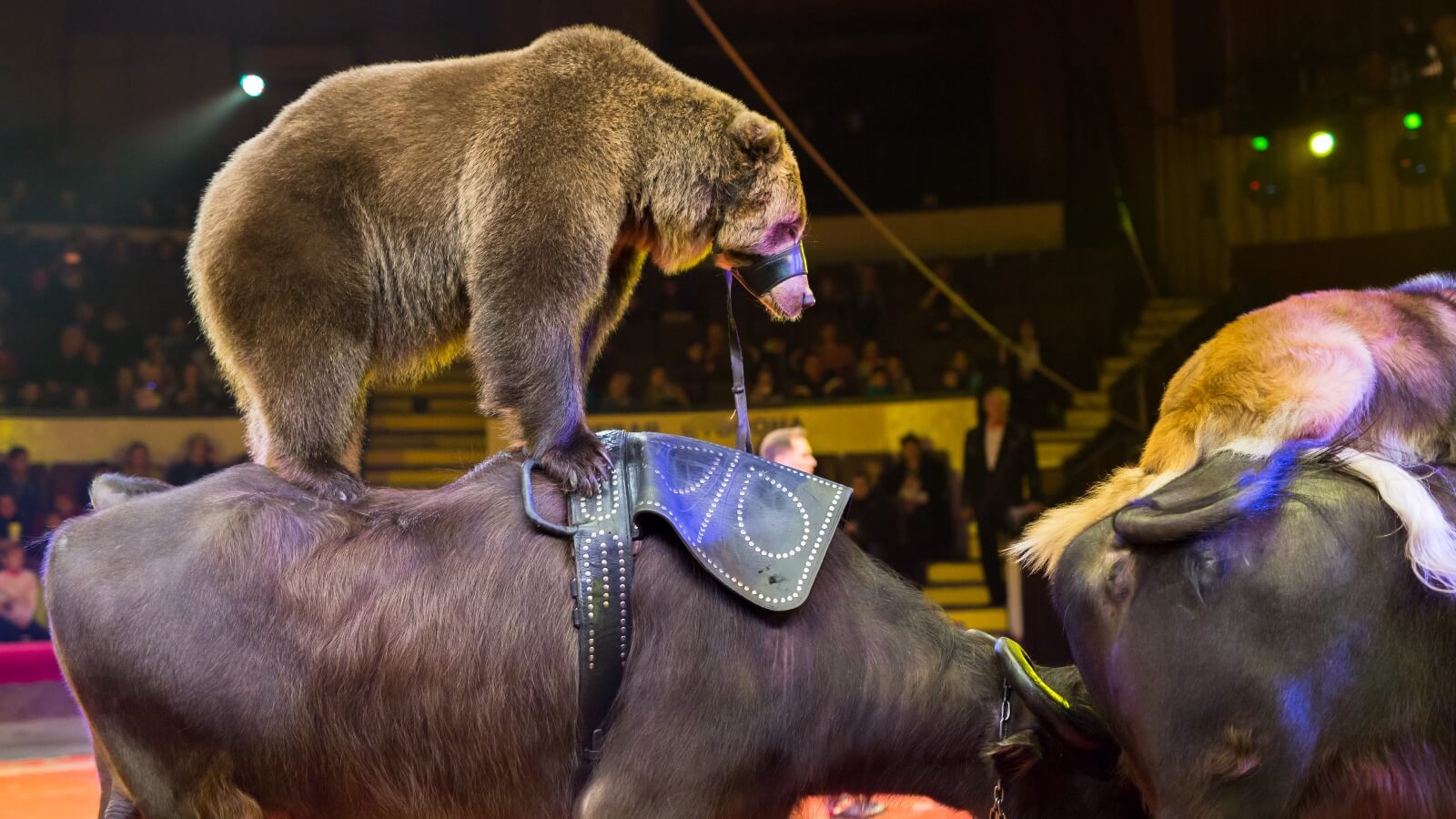 France Bans Wild Animals In Circuses, Mink Farming, And Dolphin Shows -  Plant Based News