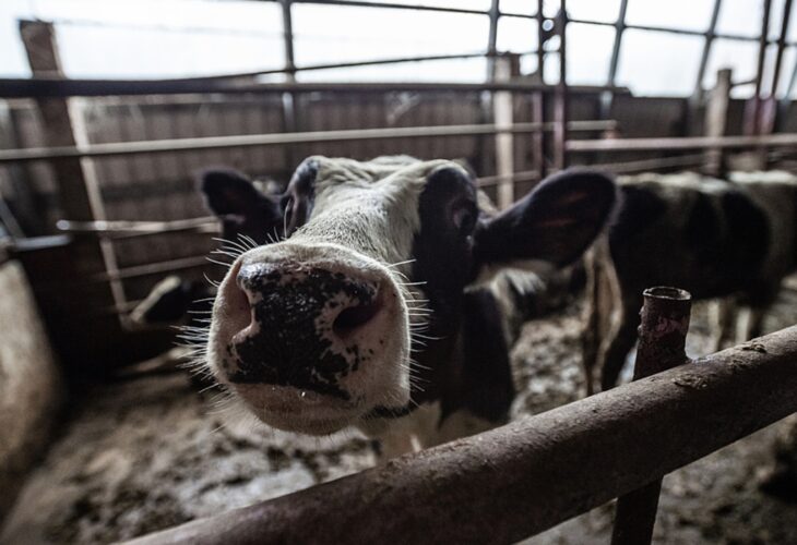 Organic Dairy Farm Could Face Criminal Charges Following Violent Animal Abuse