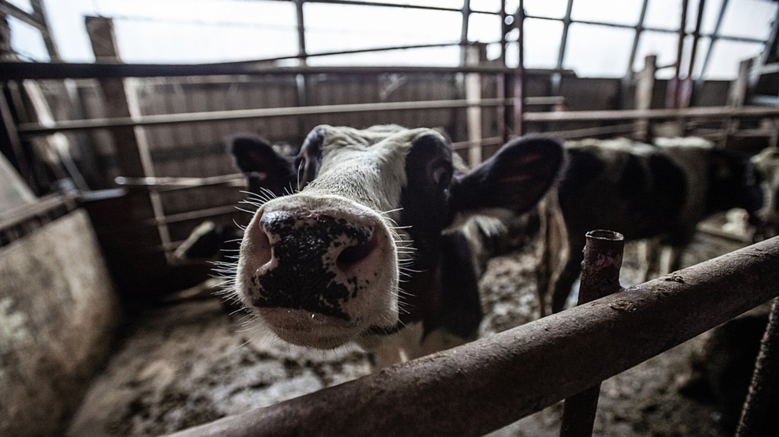 Organic Dairy Farm Could Face Criminal Charges Following Violent Animal Abuse