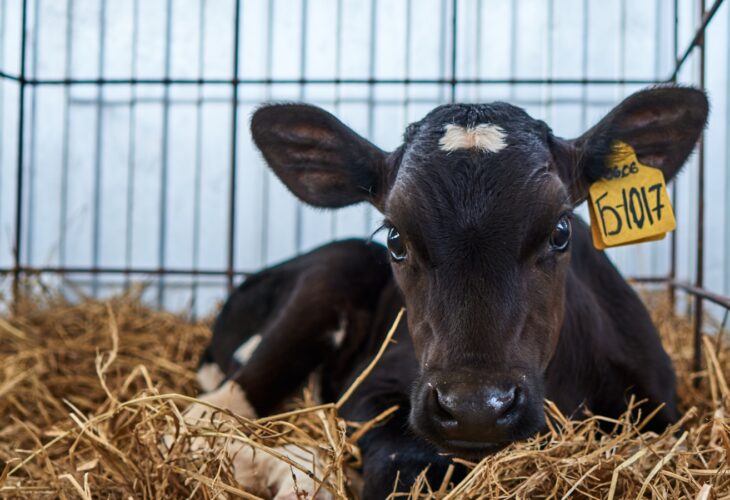 New Exposé Uncovers 'Heartbreaking' Treatment Of 3-Day-Old Calves At Organic Dairy Farm