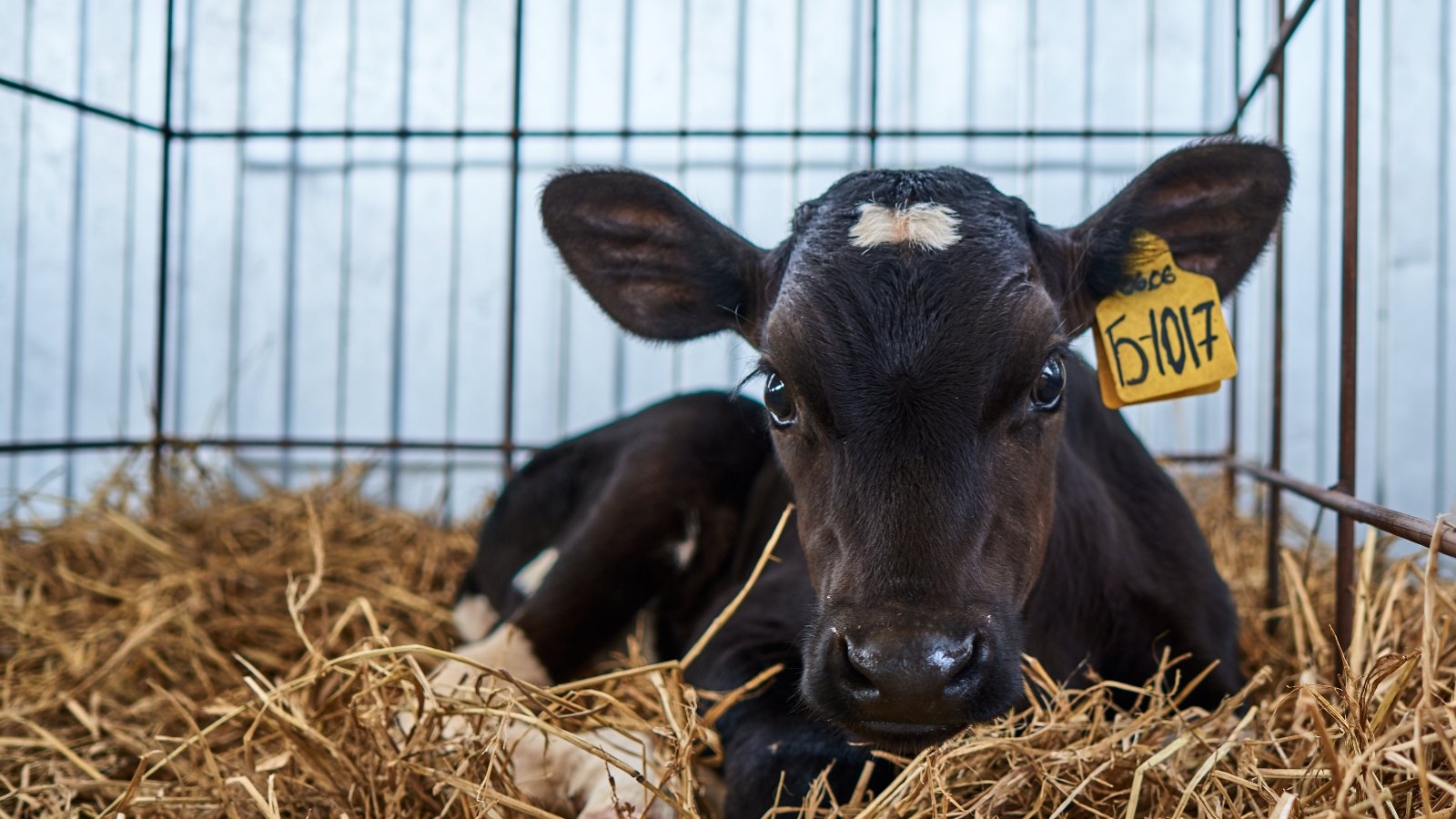 New Exposé Uncovers 'Heartbreaking' Treatment Of 3-Day-Old Calves At Organic Dairy Farm
