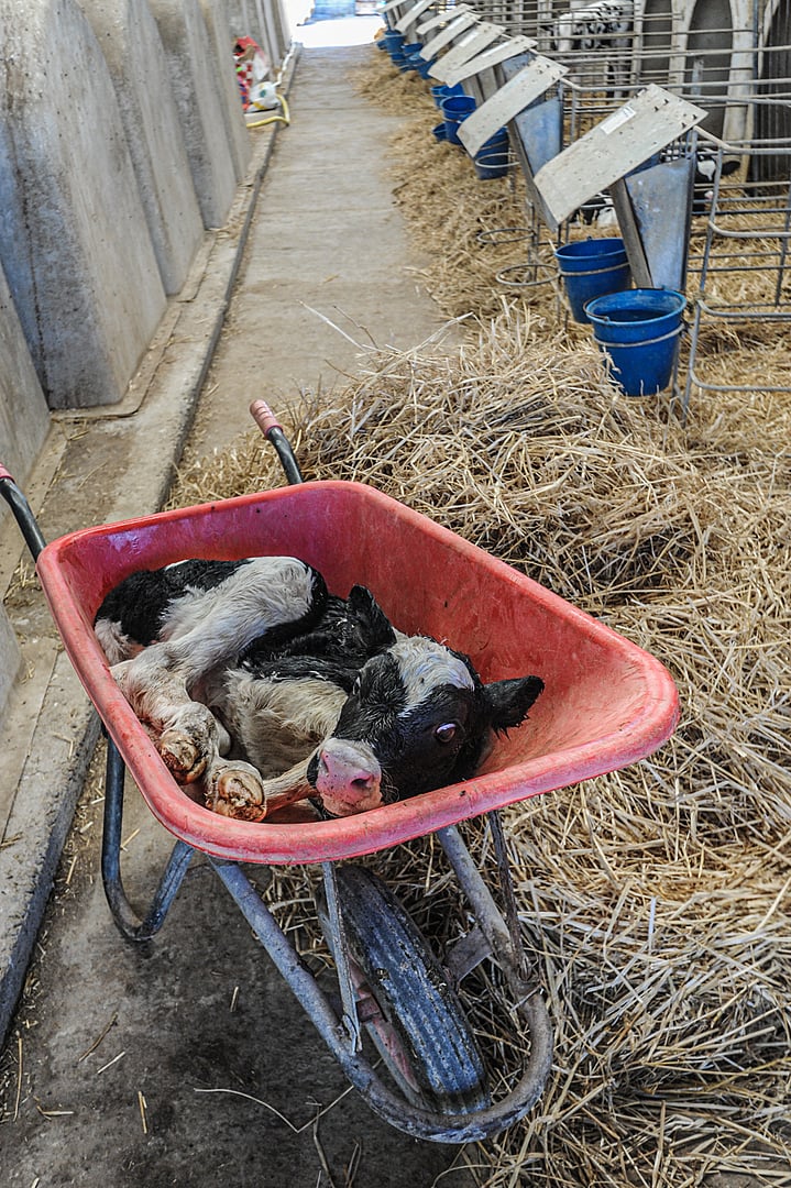 Organic Dairy Farm Could Face Criminal Charges Following Violent Animal