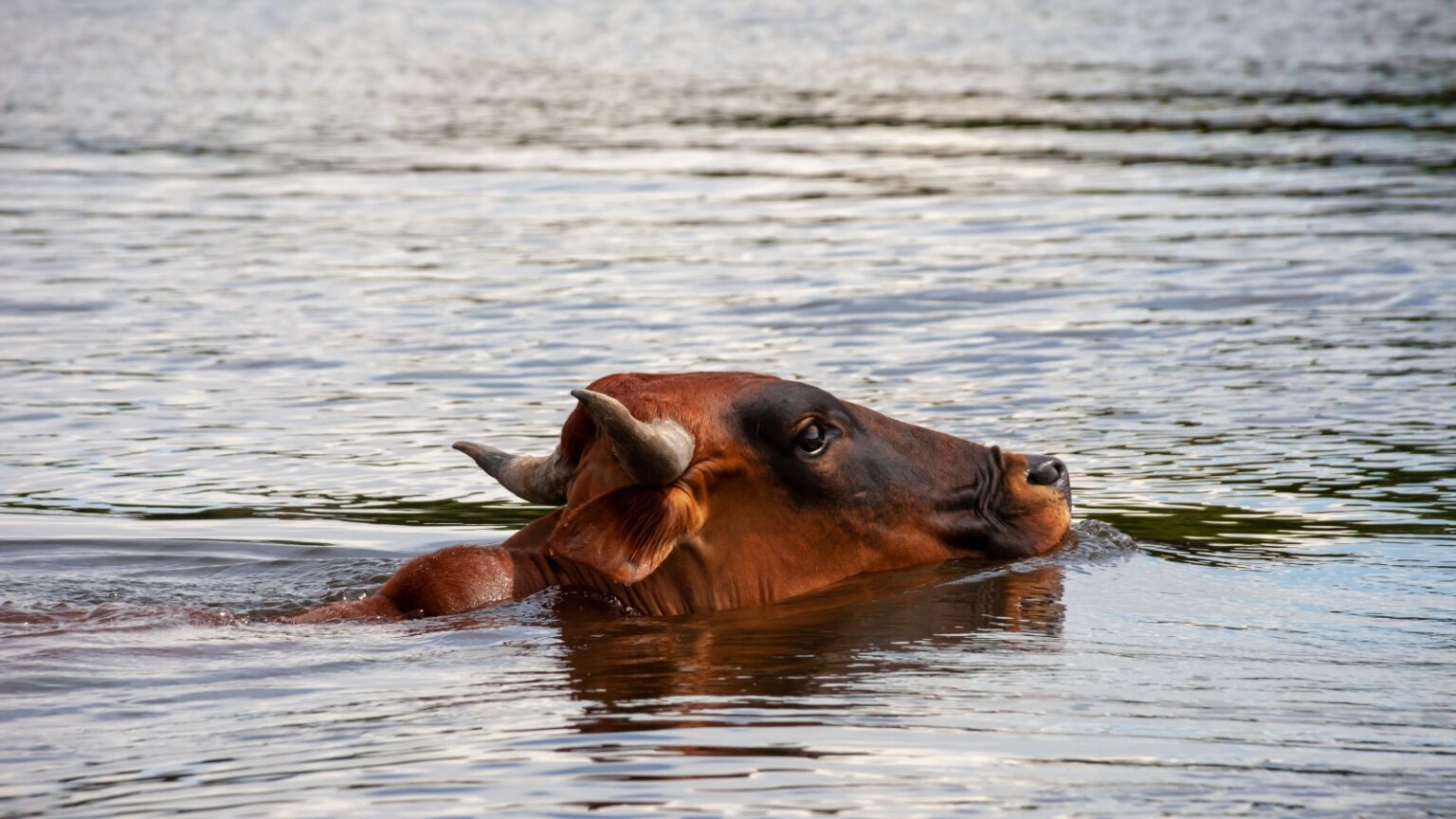 Thousands Of Farm Animals Die During Catastrophic Flooding In Canada ...