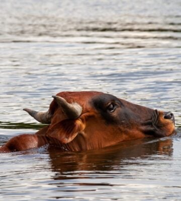 Thousands Of Farm Animals Die During Catastrophic Flooding In Canada