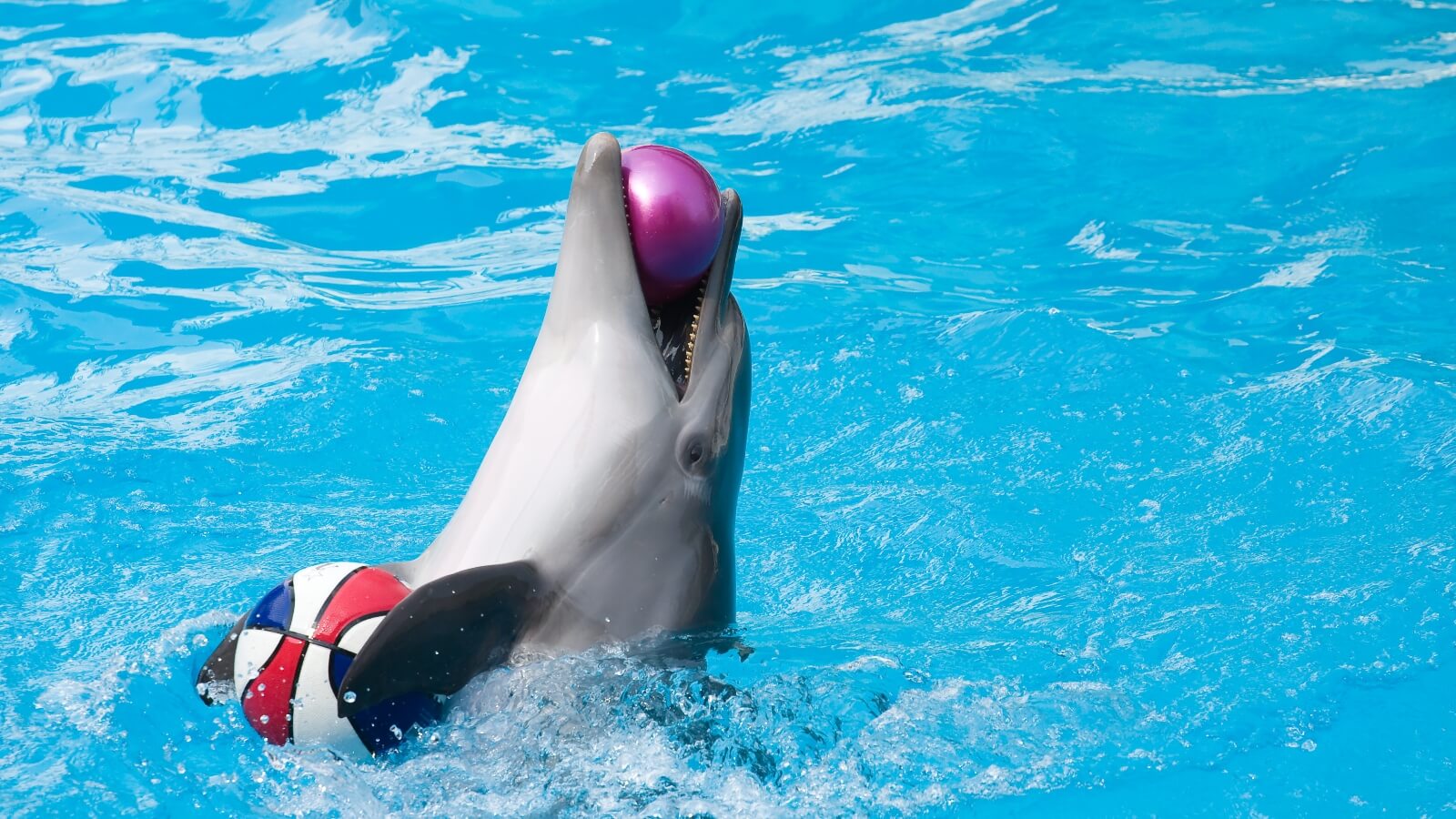Leading Travel Company Expedia Bans Dolphin And Whale Shows