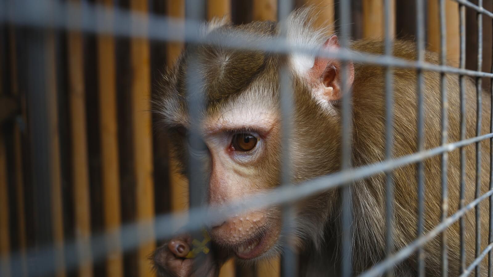 Millions Of Taxpayer Dollars Used To Fund ‘Revolting’ Experiments On Monkeys