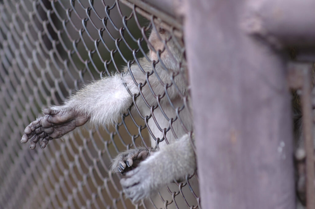 Millions Of Taxpayer Dollars Used To Fund ‘Revolting’ Experiments On Monkeys