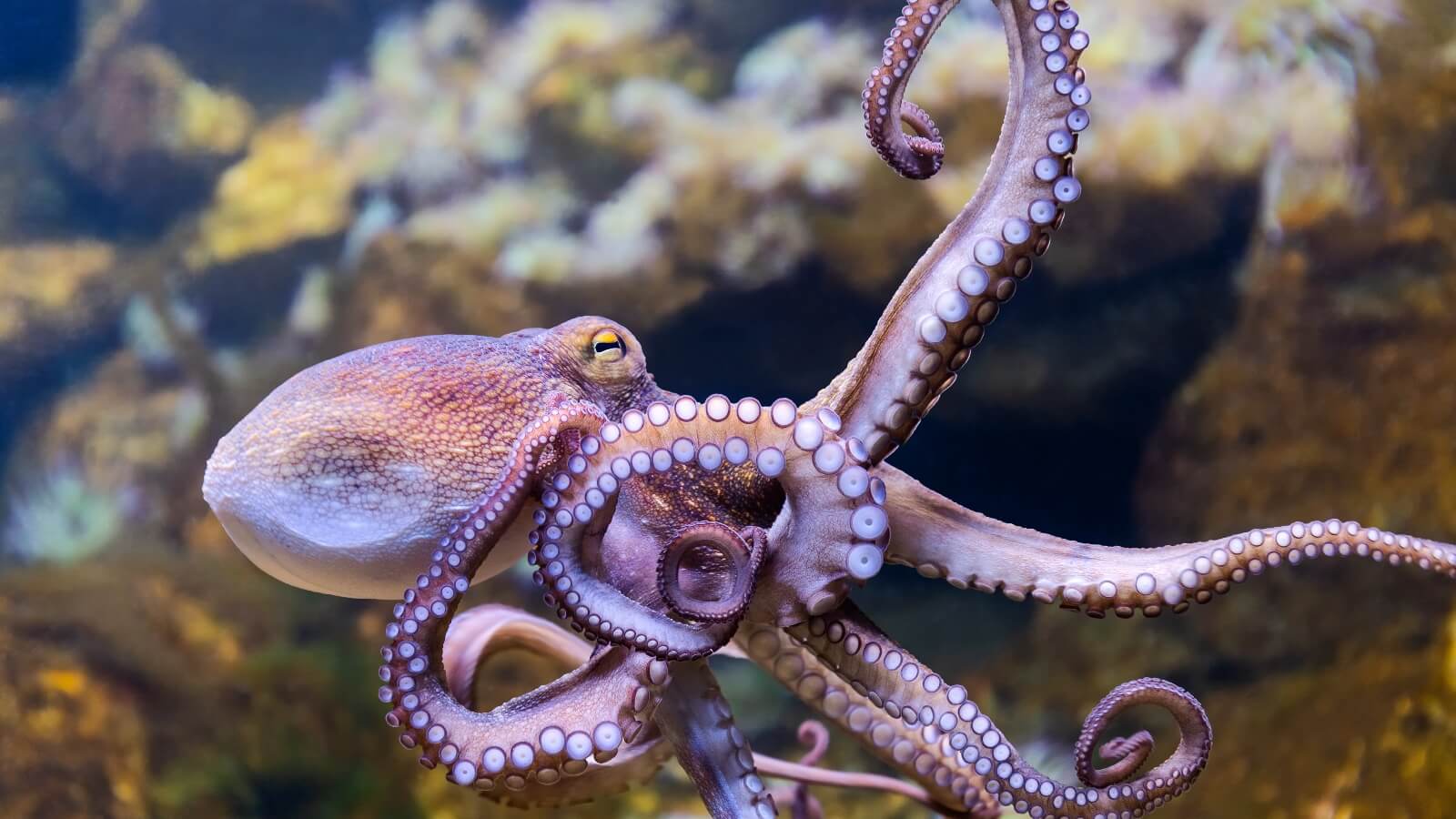 octopus swimming in water with coral